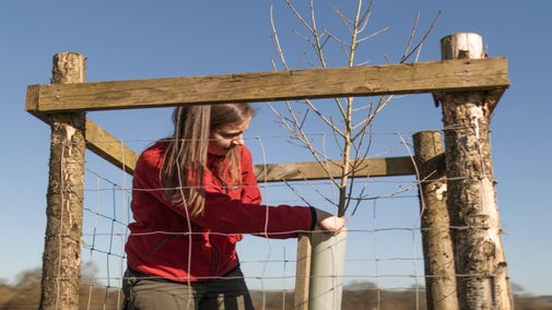 Ranger inside a tree guard, planting a black poplar tree